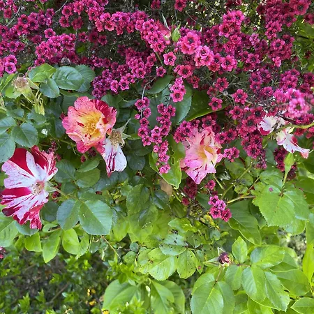 Casa Aloes Cottage Garden Retreat Pedrogao Grande * Pedrogao Grande