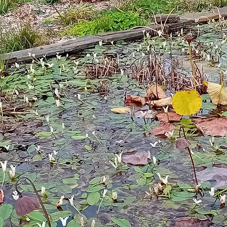 Charming Garden Retreat In Holiday home *